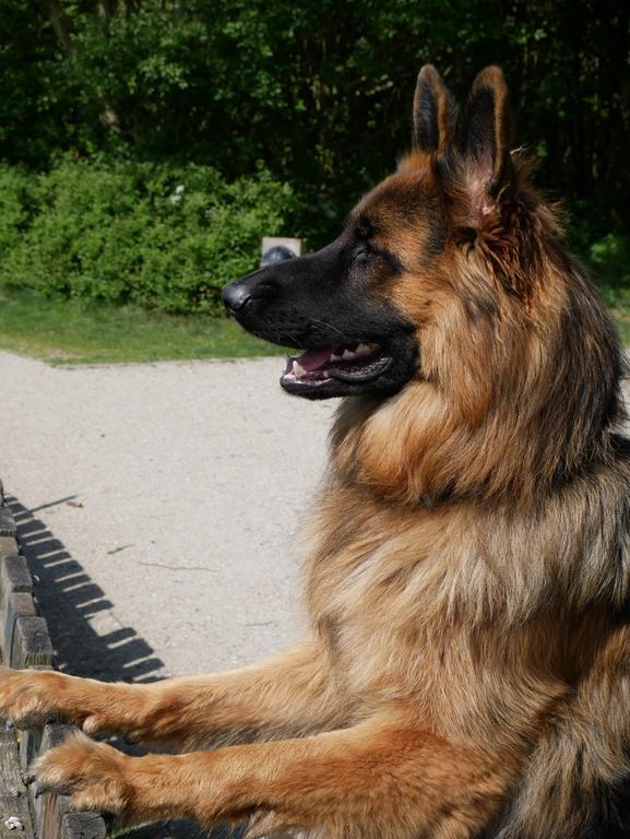 Huize De Duinen Aparthotel Bergen aan Zee Luaran gambar