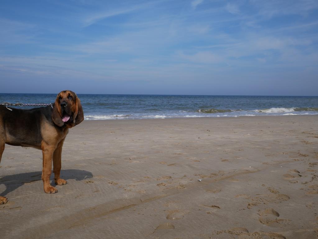 Huize De Duinen Aparthotel Bergen aan Zee Luaran gambar